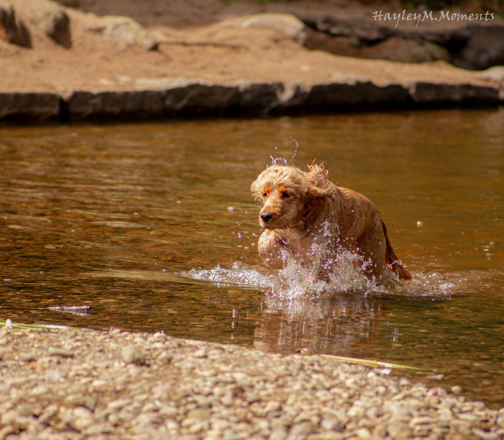 Cocker spaniel splashing through a shallow river